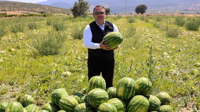 Bilecik'te 62 bin tonluk karpuz hasadı bekleniyor
