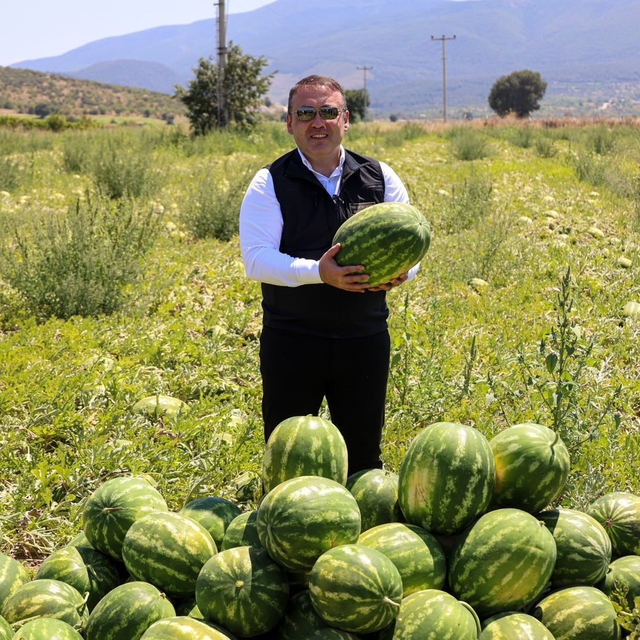 Bilecik'te 62 bin tonluk karpuz hasadı bekleniyor