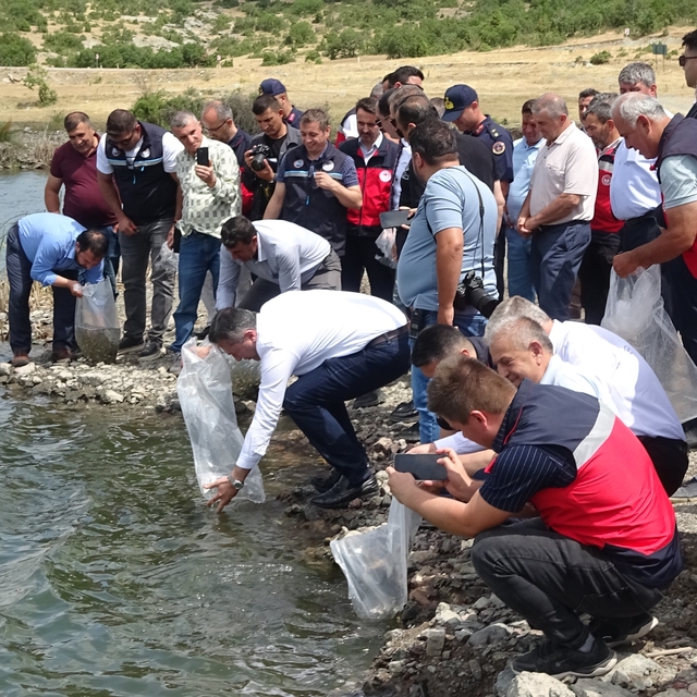 Tavşanlı göletlerine 123 bin yavru sazan bırakıldı