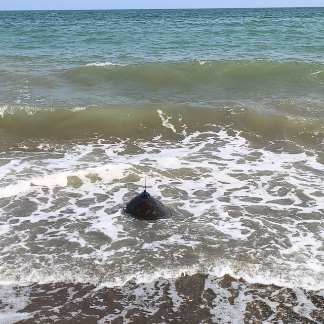 Tedavi edilen Mersin ile Göksu, mavi sulara bırakıldı