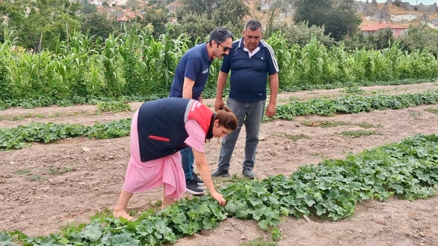 Barbunya ve kornişon salatalık da hastalık ve zararlı denetimi