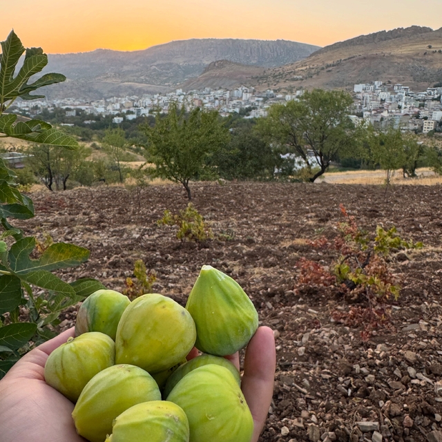 Diyarbakır'da incir hasadı