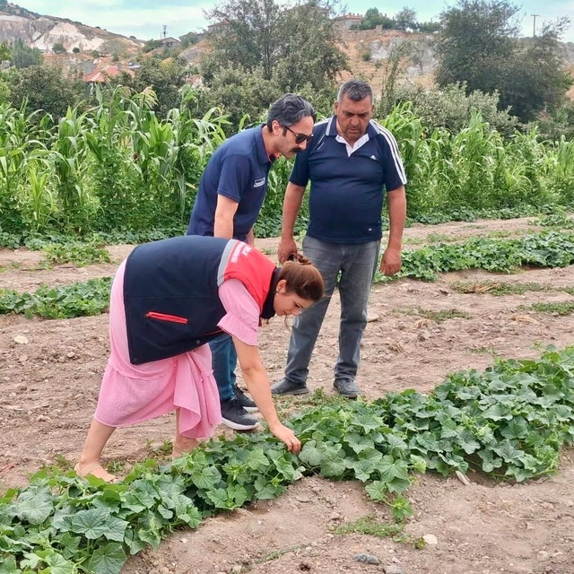 Barbunya ve kornişon salatalık da hastalık ve zararlı denetimi