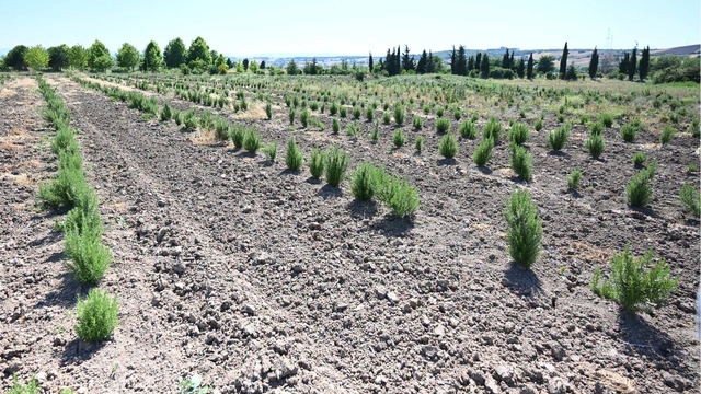 Tıbbi ve aromatik meyveler orman köylüsüne gelir kapısı oluyor