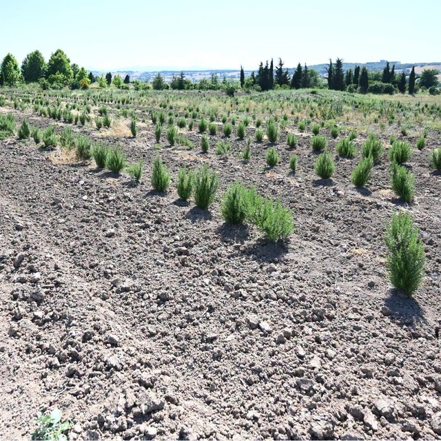Tıbbi ve aromatik meyveler orman köylüsüne gelir kapısı oluyor