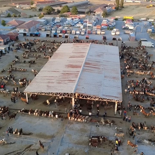 Hayvan fiyatları düşüşte, besiciler 'Tam alım zamanı' diyor