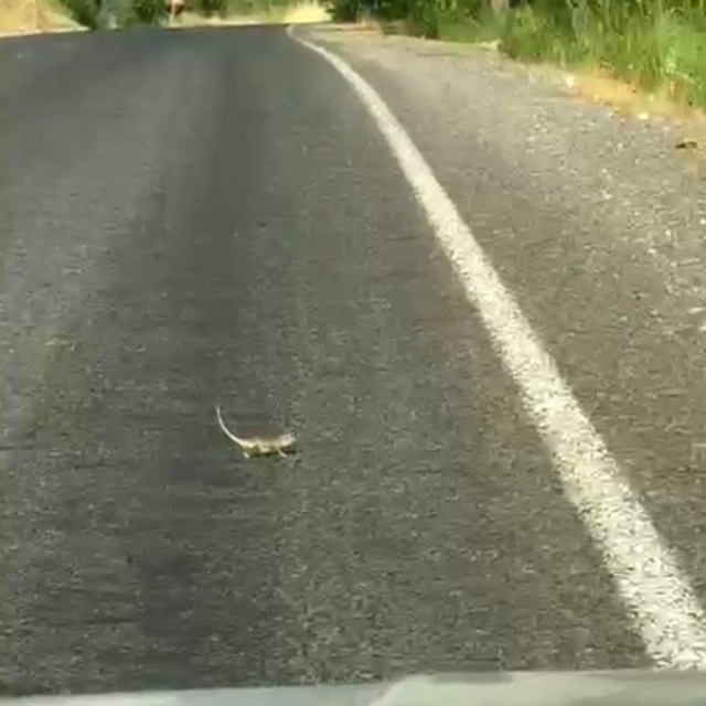 Kahramanmaraş'ta bukalemuna yol veren sürücü güldürdü