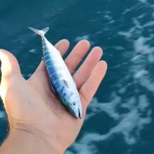 Sinop'ta sezonun uğuru yakalandı