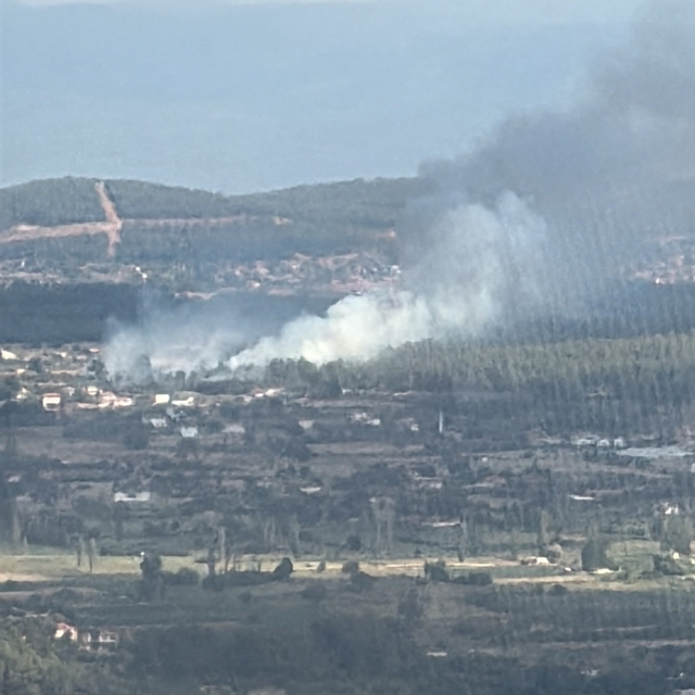 Muğla Menteşe'de orman yangını