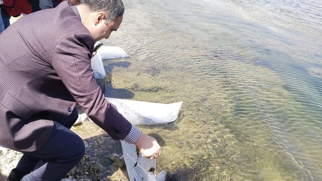 Aslanapa Kureyşler Göleti'ne 140 bin sazan yavrusu bırakıldı