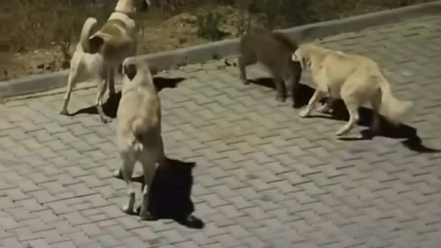Kuşadası'nda başıboş köpekler yavru yaban domuzuna saldırdı; o anlar kamerada