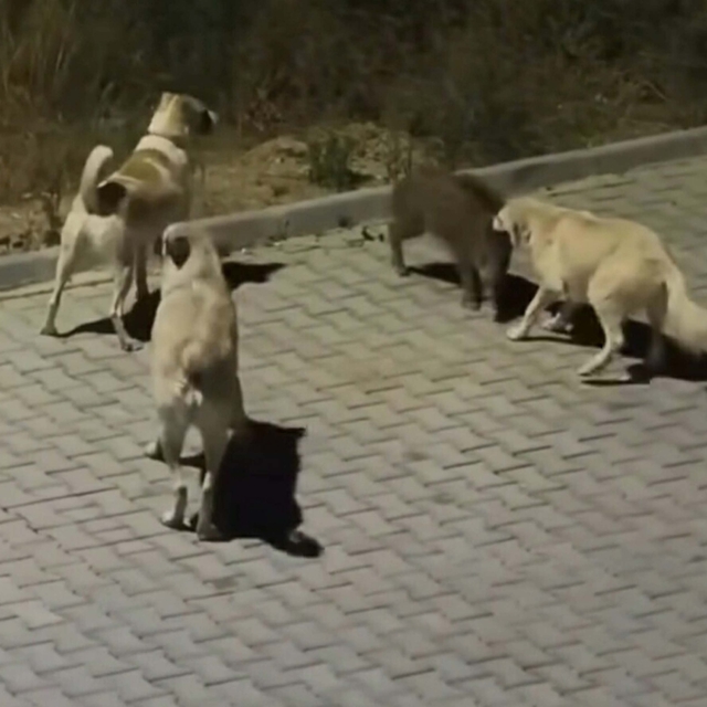 Kuşadası'nda başıboş köpekler yavru yaban domuzuna saldırdı; o anlar kamera...