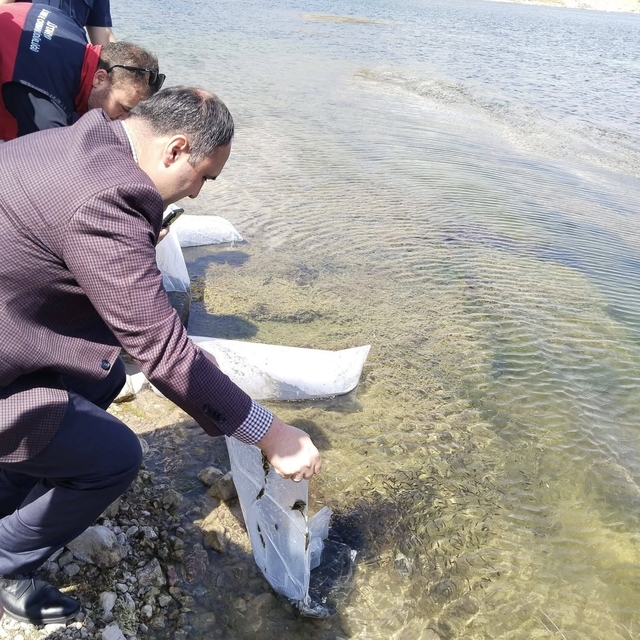 Aslanapa Kureyşler Göleti'ne 140 bin sazan yavrusu bırakıldı