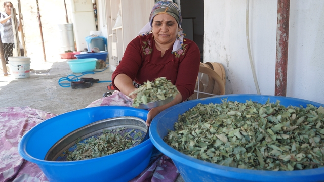 Nesillerin ikinci kez tanıklık ettiği 'kudret helvası' bolluğu yöre halkını sevince boğdu: "Bu Allah'ın nimeti, Mezopotamya'nın eşsiz hazinesi"
Şırnak'ta yağışlarla birlikte gökten bereket yağdı
Şırnak'ın dağlarında bulunan meşe ağaçlarına kudret helvası bereketi
Meşe yapraklarından toplanıyor, şifa ve bereket kapısı oluyor