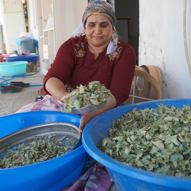 Nesillerin ikinci kez tanıklık ettiği 'kudret helvası' bolluğu yöre halkını...