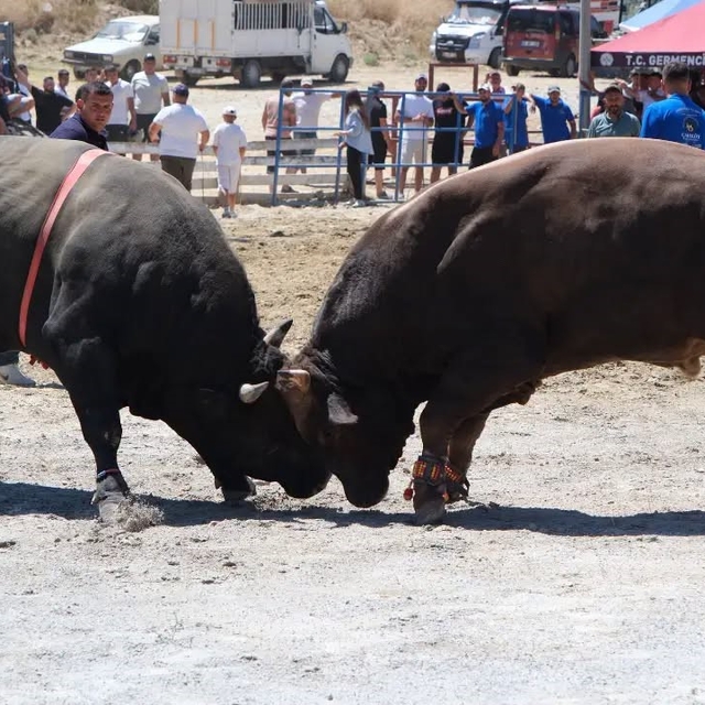 Ege'nin pehlivan boğaları Germencik'te arenaya çıktı