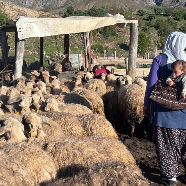 Erzincan Tulum Peyniri yaylalarda geleneksel yöntemlerle üretiliyor