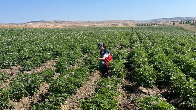 Kütahya'da patates tarlalarında bitki pasaportu denetimleri başladı
