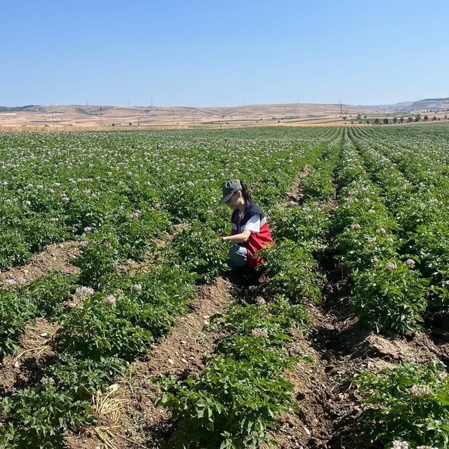Kütahya'da patates tarlalarında bitki pasaportu denetimleri başladı