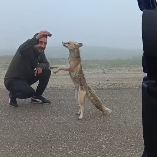 Bayburtlu aile yayla yolunda karşılaştıkları tilkiyi kekle besledi