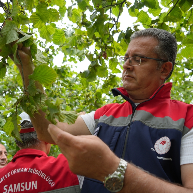 Samsun'da fındık rekolte tahmini çalışmaları tamamlandı