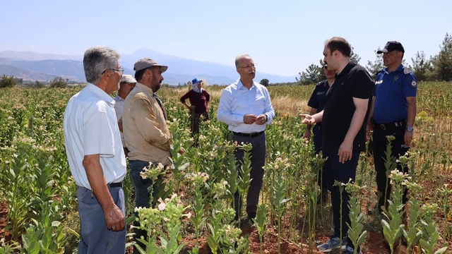 Karacasu Kaymakamı Battal tütün üreticileriyle hasat mesaisine katıldı