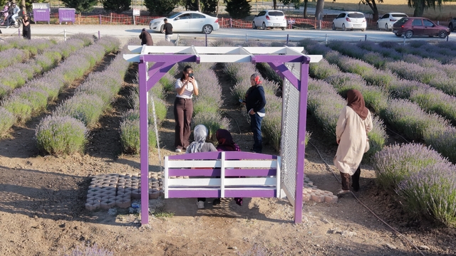 Çorum'un lavanta bahçesi vatandaşların gözdesi oldu