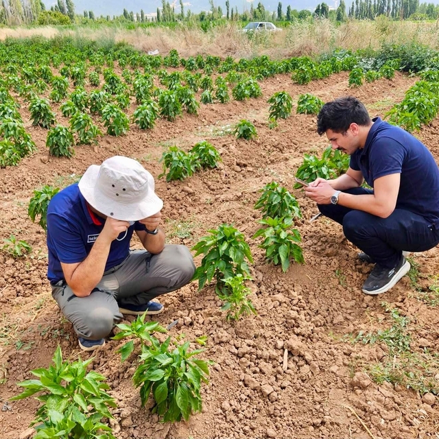 Başmakçı'da sebze ekili alanlar kontrol edidldi