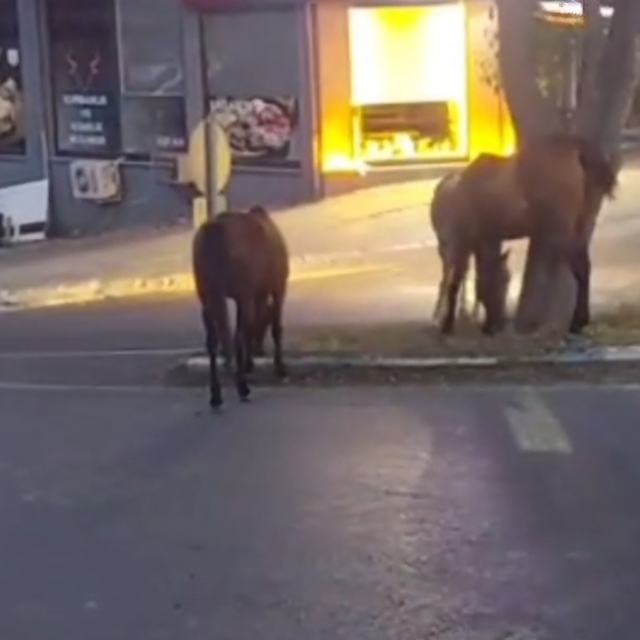 Atlar şehir merkezinde otlanırken görüntülendi
