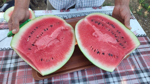 Denizli'nin lezzet simgesi Dodurga Karpuzu tezgâhlara indi