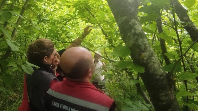 Sinop'ta kahverengi kokarcayla biyolojik mücadele