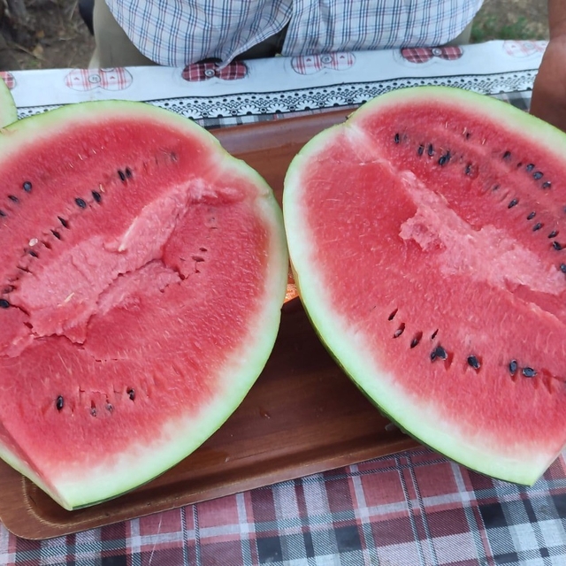 Denizli'nin lezzet simgesi Dodurga Karpuzu tezgâhlara indi