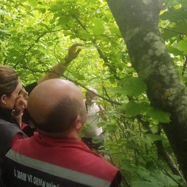 Sinop'ta kahverengi kokarcayla biyolojik mücadele