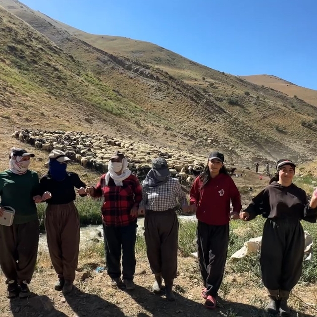 Kızgın güneş atında halaylı süt mesaisi: Berivanlar bakanlıktan gölgelik is...