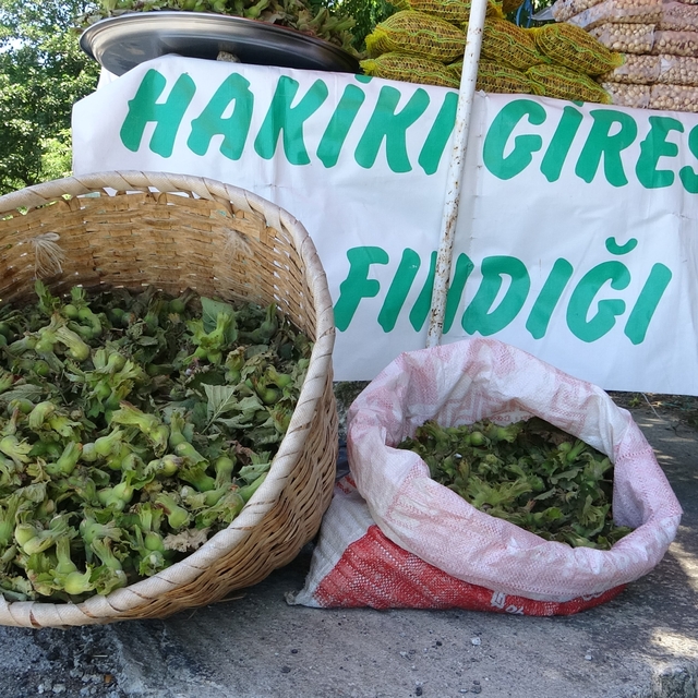 Yeni sezonun ilk fındığı tezgahlarda: Yeşil kabuklu fındığın kilosu 200 TL