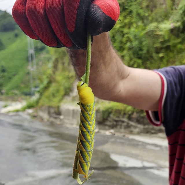 Doğu Karadeniz'in böceklerle imtihanı
İlk kez görünce şaşırdılar, ne olduğu...