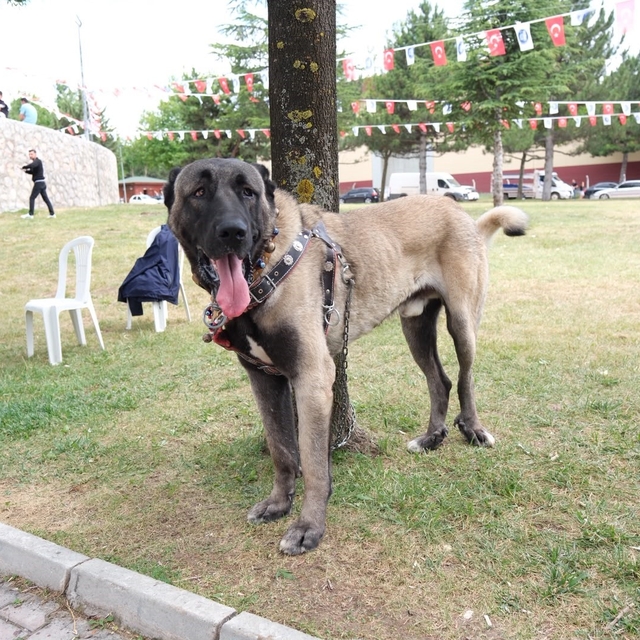 Çorum'da Türk çoban köpekleri görücüye çıktı