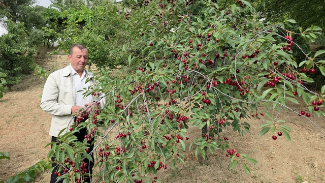Kütahyalı vişne üreticileri taban fiyat ve fiyat istikrarı istiyor
Şaphane Ziraat Odası Başkanı Talat Bilaloğlu:
"Devletimiz çaya, fındığa ve buğdaya taban fiyat açıklıyor, vişnede de aynı uygulamanın yapılmasını istiyoruz"