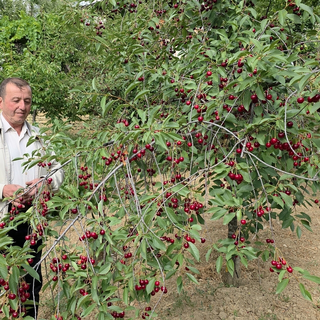 Kütahyalı vişne üreticileri taban fiyat ve fiyat istikrarı istiyor
Şaphane...