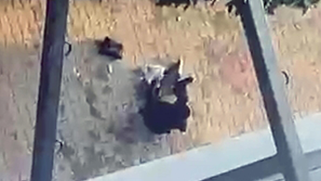 Galeri