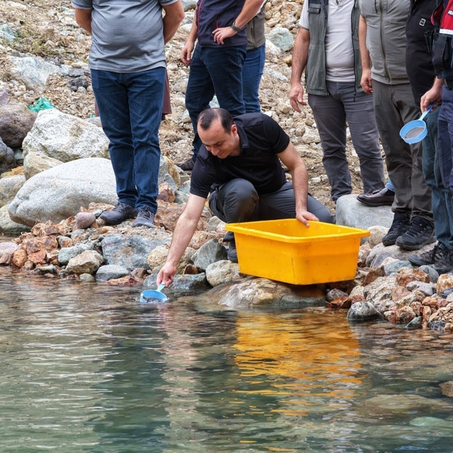 Artvin'de 30 bin kırmızı benekli alabalık yavrusu derelerle buluştu