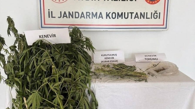 Efeler'de kenevir operasyonu