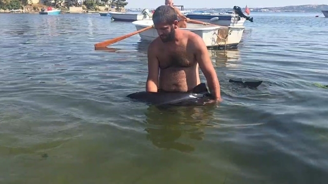 Erdek'te karaya vuran yavru yunus seferberliği