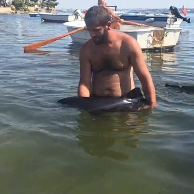 Erdek'te karaya vuran yavru yunus seferberliği