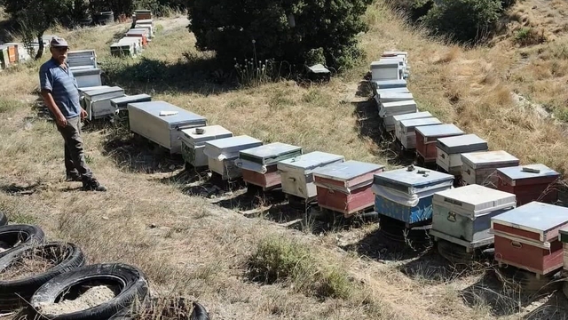 Burdur'da arılı kovanlar denetleniyor