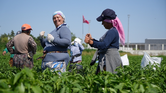 Edirne'de 35 derecede acı biber hasadı başladı
İşçiler, tescilli lezzet Karaağaç acı biberini 9/8'lik ezgiler eşliğinde hasat ediyor