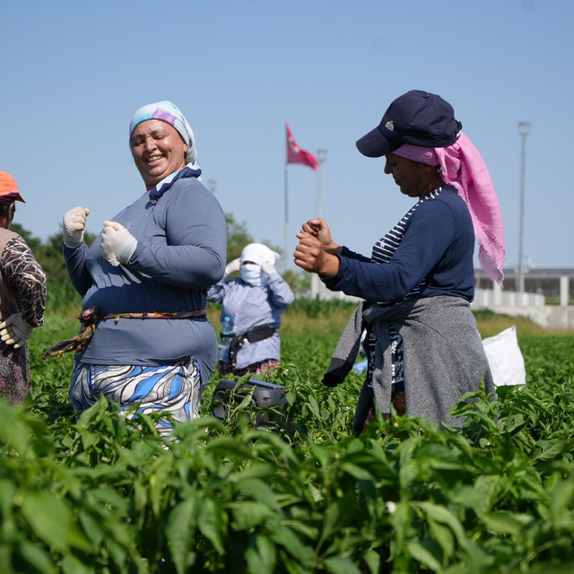 Edirne'de 35 derecede acı biber hasadı başladı
İşçiler, tescilli lezzet Kar...