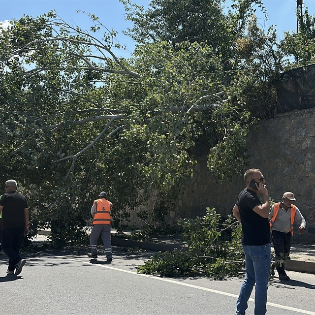 Eskişehir'de devrilen ağaç kara yolunu kısmen trafiğe kapattı