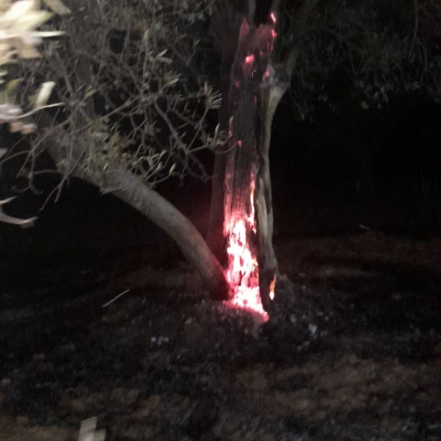Burhaniye'de ot yangını bekçilerin dikkati sayesinde büyümeden önlendi