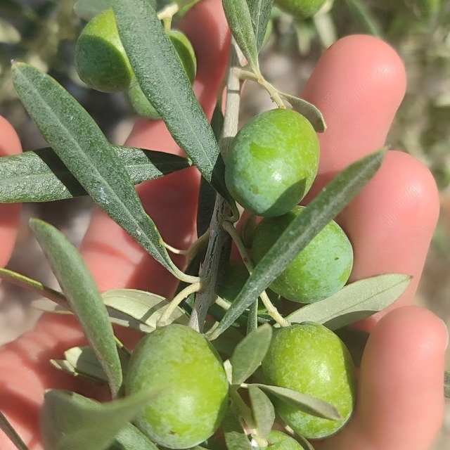 Didim'de zeytin üreticilerine sinek uyarısı